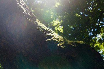 Old oak in forest
