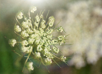 Queen Annes Lace with texture.