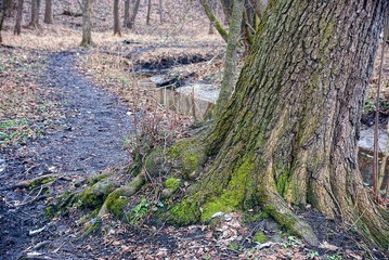 Корень старого дерева
