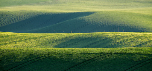 Spring green fields. Beautiful wavy spring view. Spring rolling - 135240758