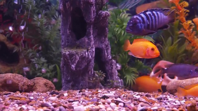 A cichlid aquarium, Full hd