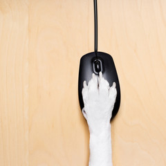 click with paw on computer mouse