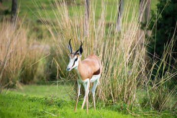 Thompson Gazelle