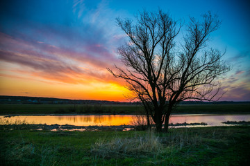 Fototapeta na wymiar Spring dawn on the river Don, big tree