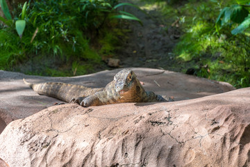 Komodo Dragon