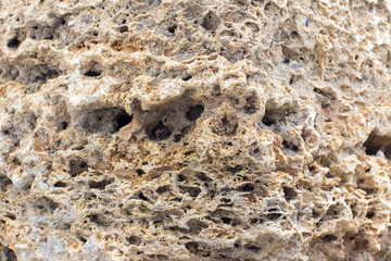 texture Rakushnjak or coquina