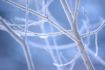 Tree branches frozen in the ice. Frozen tree branch in winter forest. Branch covered with snow