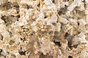 texture Rakushnjak or coquina
