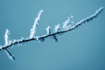 branches of the plants are covered with white fluffy hoarfrost