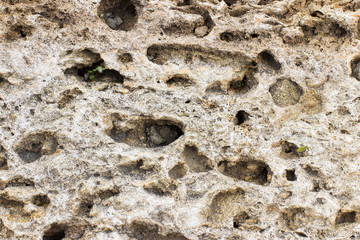 texture Rakushnjak or coquina