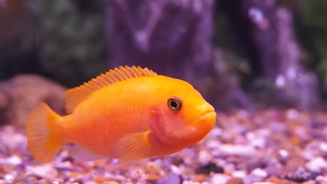 Freshwater aquarium fish. Full hd