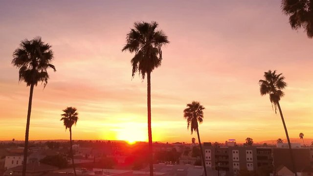Los Angeles behind Row of Palm Trees at Sunrise Aerial Drift