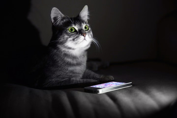 Cute funny cat with mobile phone on sofa at home