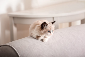 Cute little kitten on sofa at home