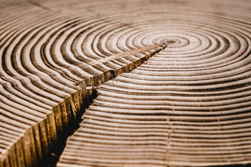 Wood texture of cut tree trunk