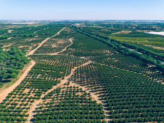 Aerial View Orange Trees Plantation