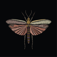 Butterfly, embroidery. Insect embroidery. Vector vintage decorative element for embroidery, patches and sticker