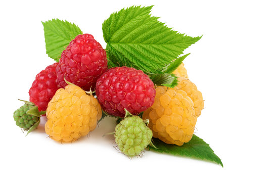 Isolated raspberry. Yellow and red raspberries with leaves isolated on white background
