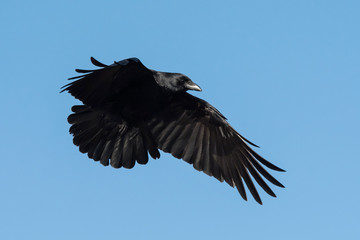 Carrion Crow, Crow, Corvus Corone