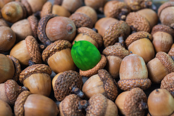 colorful acorn against of ordinary acorns abstract vision be different, unique personality or standing out from the crowd, leadership quality. beautiful still life background 