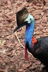 Endangered Wild Cassowary
