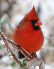 Male cardinal after Ice storm