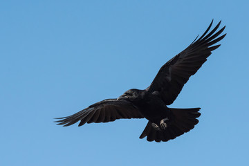 Carrion Crow, Crow, Corvus Corone
