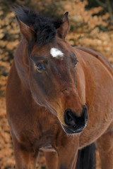 Pferd im Schnee