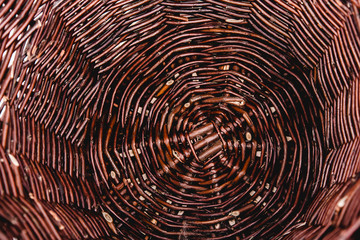 Brown rattan texture background, pattern