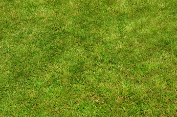 Green natural grass background