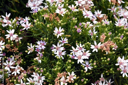 Cluster of wild flowers on the Great Ocean Road (Victoria