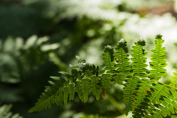 Close up of a fern in a shady forest