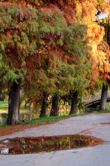 Naklejka na ściany i meble Colorful autumn trees