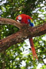 Arakanga - Hellroter Ara (Ara macao) in Honduras © bennytrapp