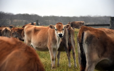 Cows in the Pasture Corral. Herd of cows on the pasture. Cows grazing outdoors. Healthy domestic animal on summer pasture.  Herd of young calves looking at camera on summer green field.