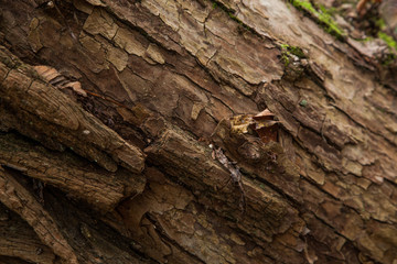 Brown textured tree bark wallpaper