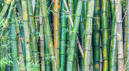 Fundo com bambu.