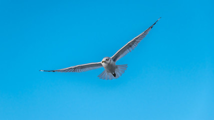 Naklejka premium Seagull On The Lookout.