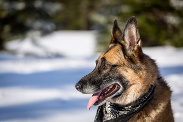 German Shepherd Dog sitting in the snow