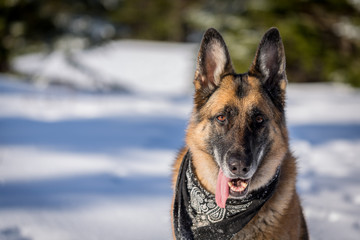 German Shepherd Dog sitting in the snow