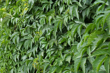 Wild grape on wall grows green.