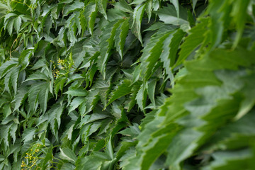 Wild grape leaves at summer day closeup.