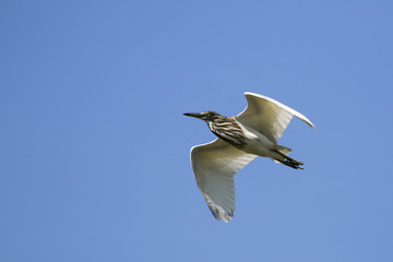 Image of egret flying in the sky. Heron. Wild Animals.