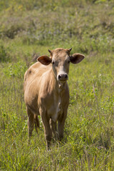 Naklejka na ściany i meble Image of brown cow on nature background. Farm Animam.