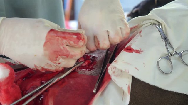 Animal Sterilisation Surgery Closeup