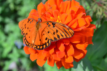 Julia Butterfly on the red flower