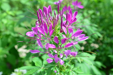 Cleome Hasslerana Flower