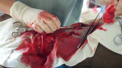Sterilization and Neutering of Dog By Veterinarian. Pet Surgery