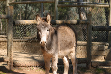 Fototapeta premium mammal