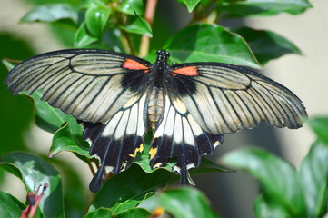 Butterfly on the plant